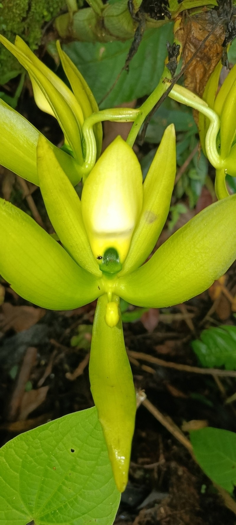 Cycnoches chlorochilon photo 8