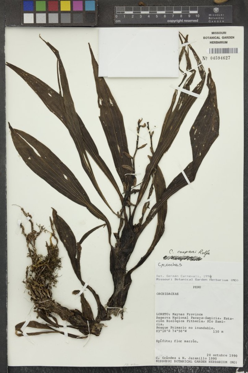 Cycnoches cooperi photo 2