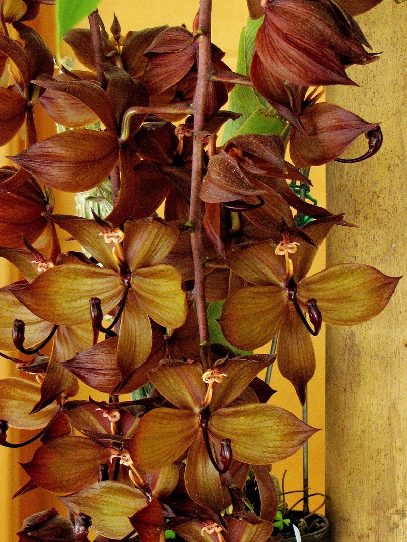 Cycnoches cooperi