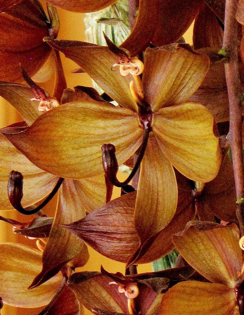 Cycnoches cooperi photo 3