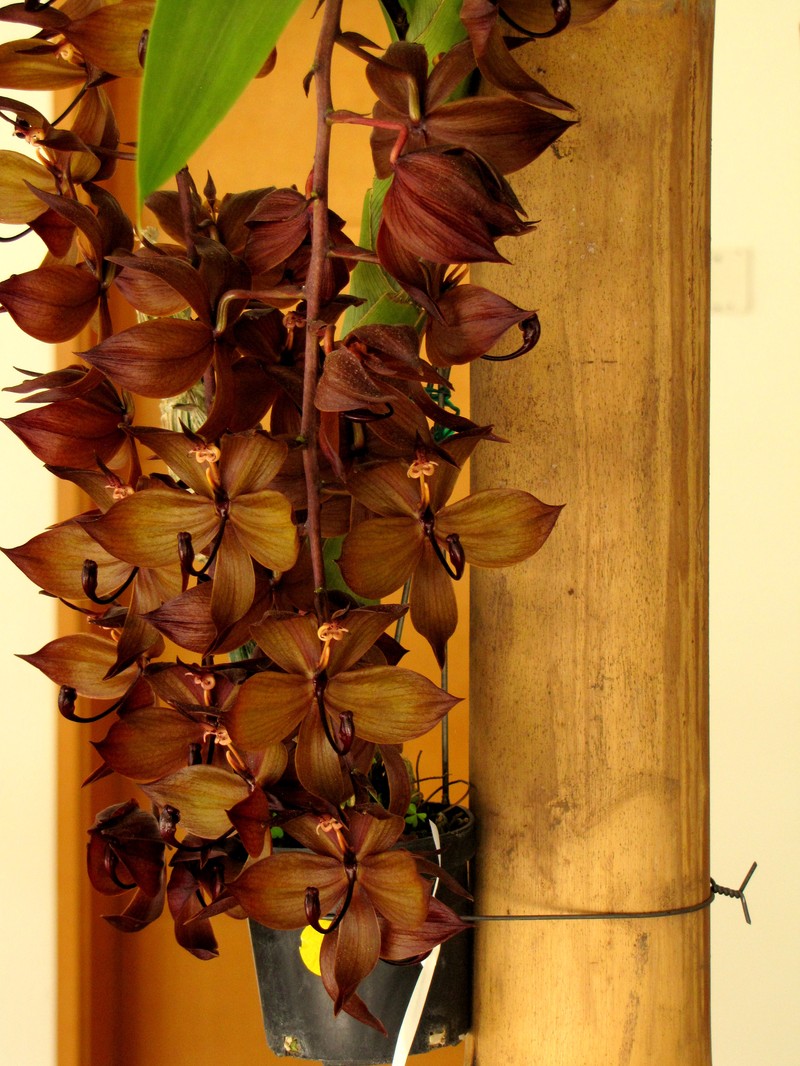 Cycnoches cooperi photo 4