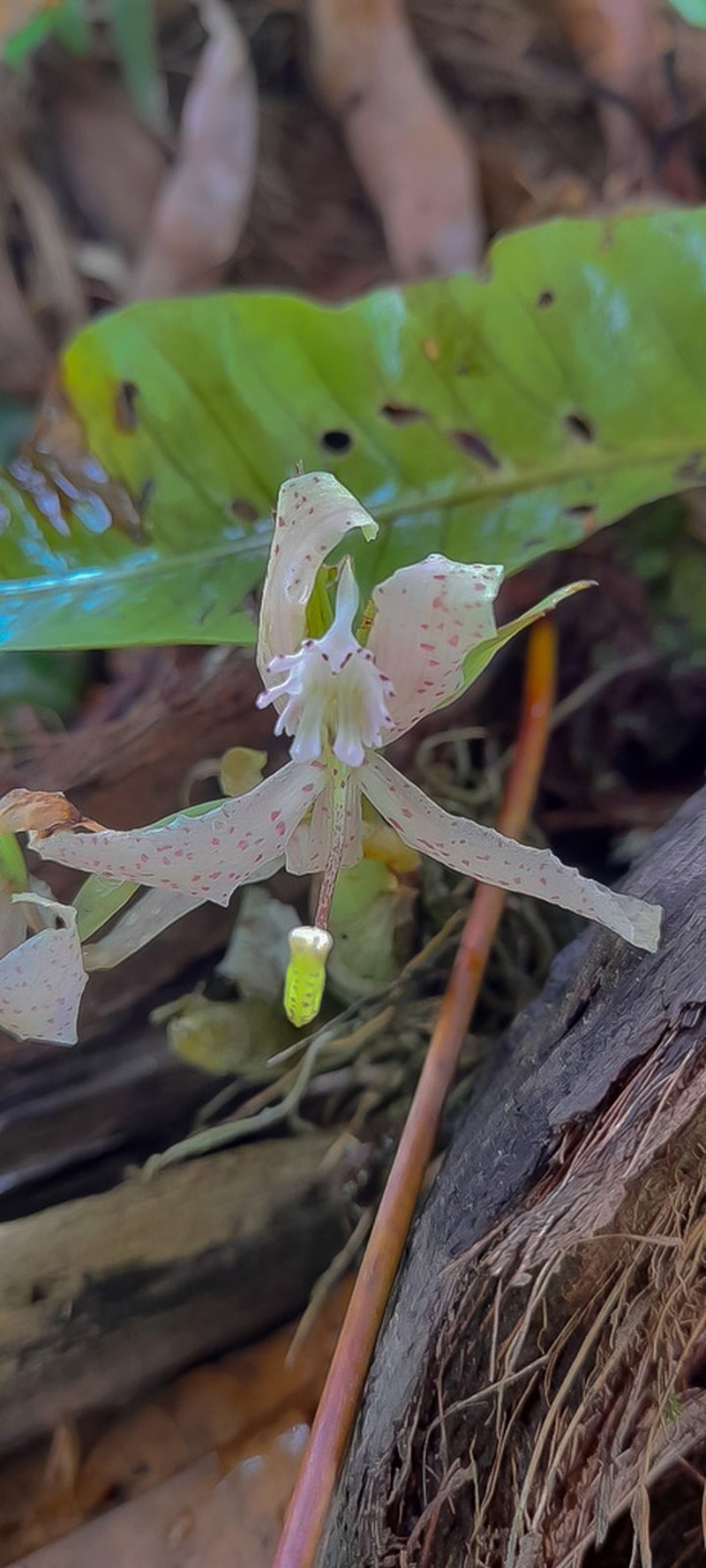 Cycnoches dianae