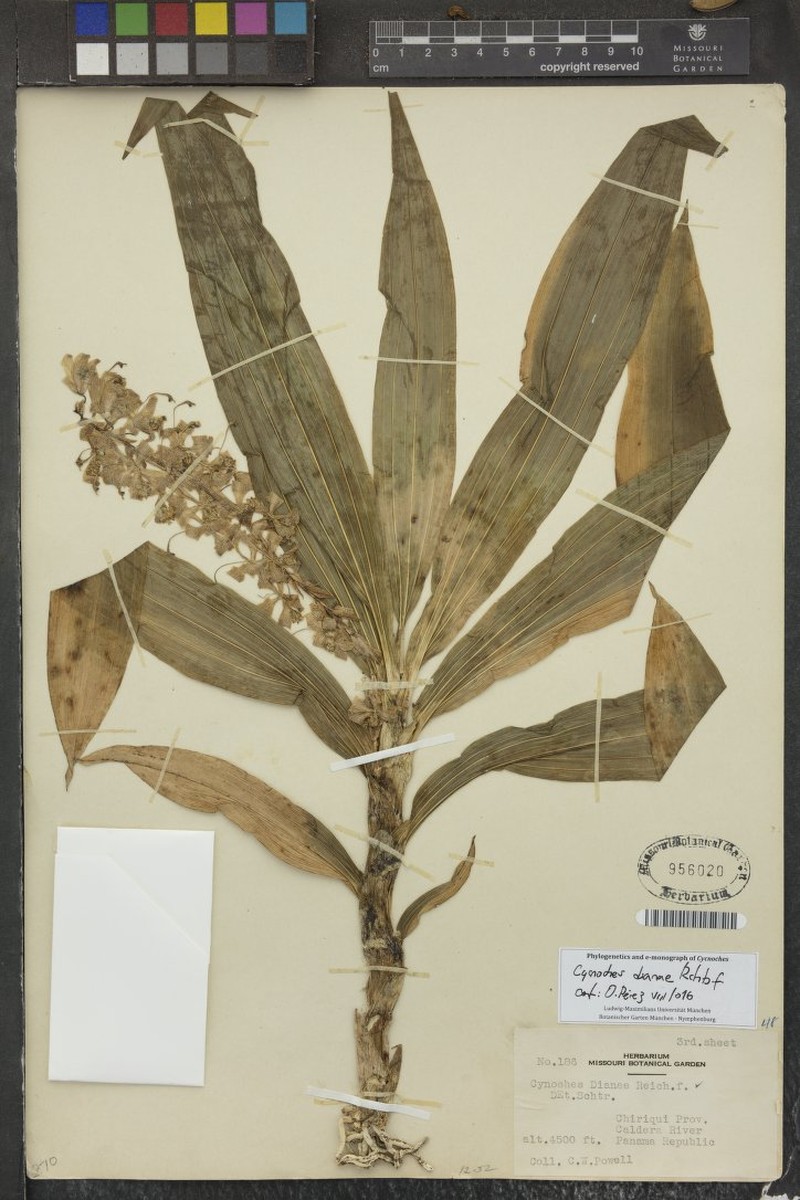 Cycnoches dianae photo 2