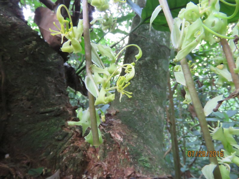Cycnoches egertonianum photo 2
