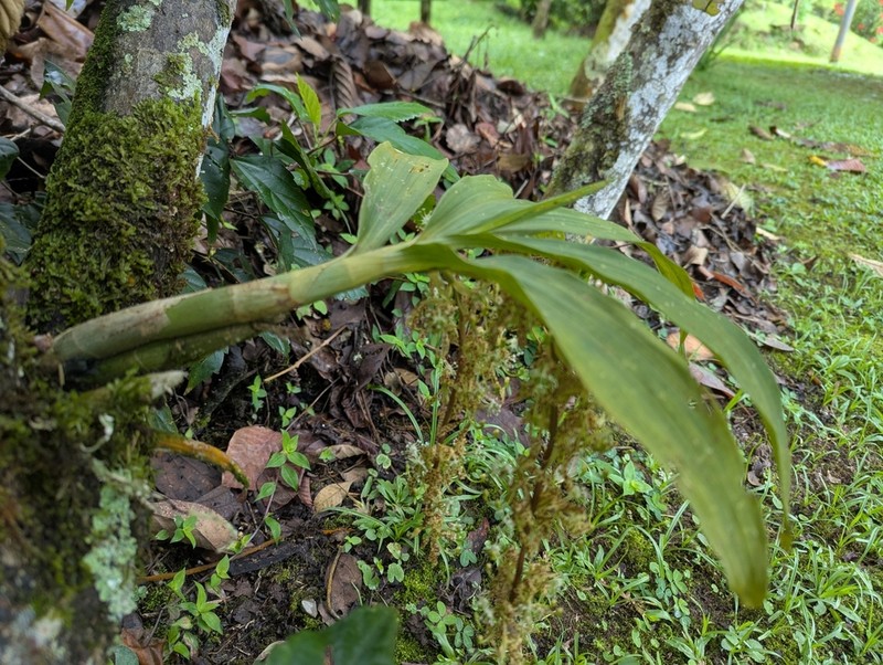 Cycnoches egertonianum photo 3