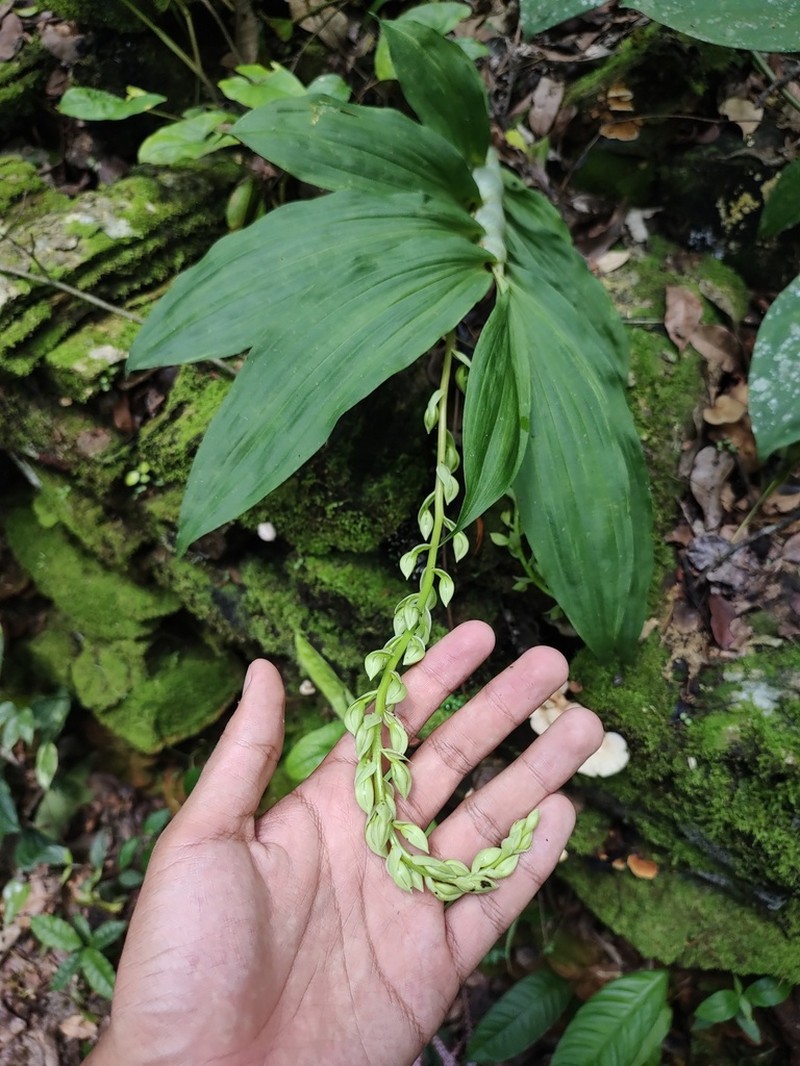 Cycnoches egertonianum photo 4