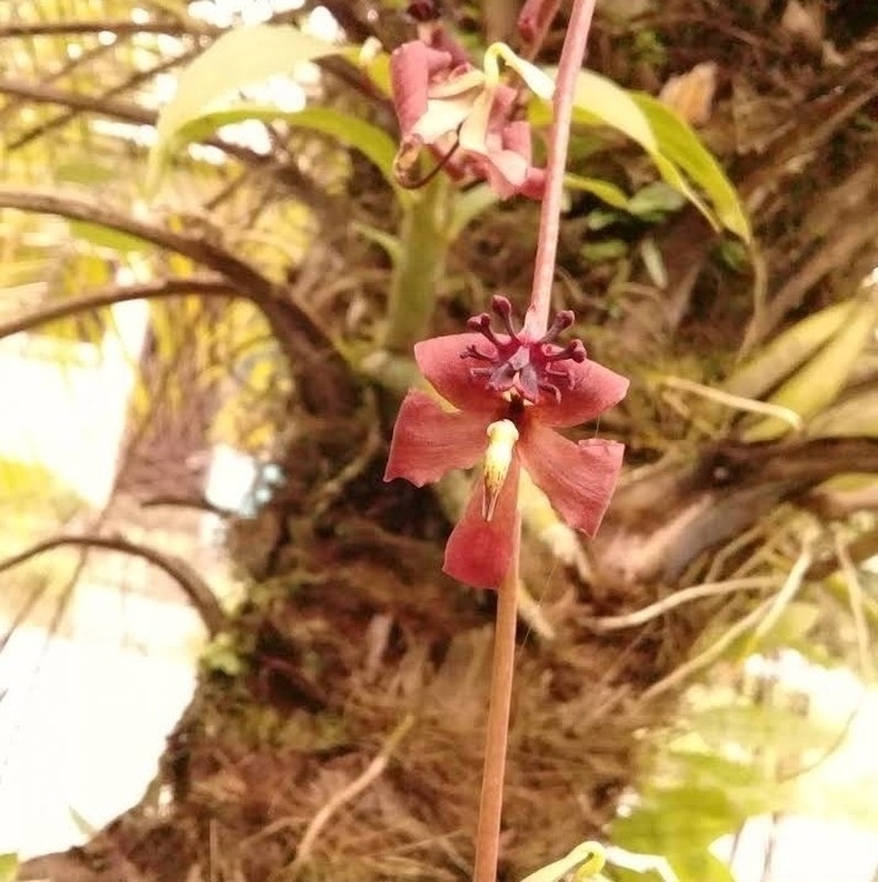 Cycnoches egertonianum photo 5