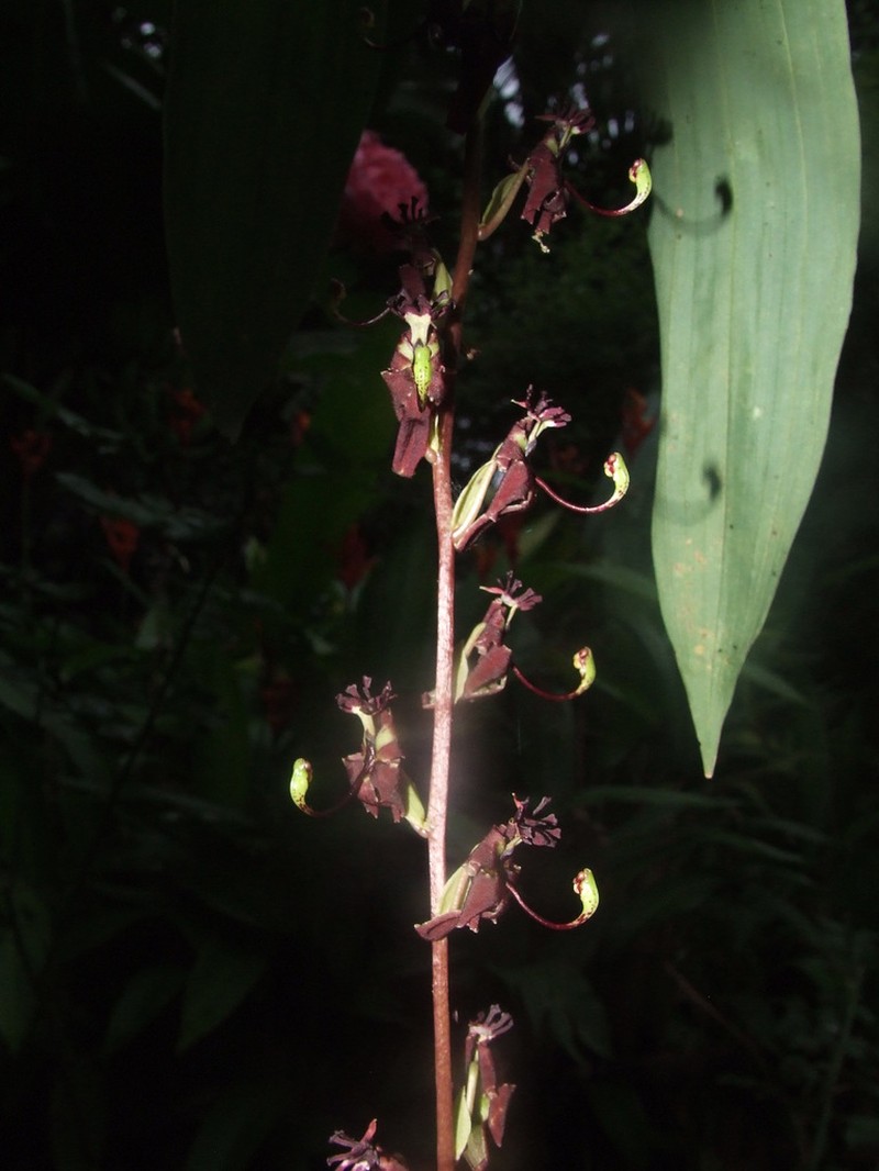 Cycnoches egertonianum photo 6