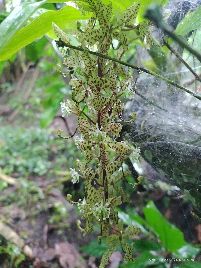 Cycnoches egertonianum photo 7
