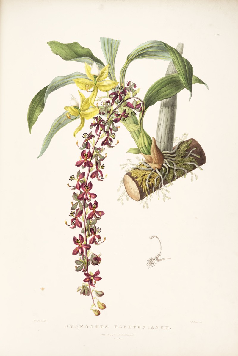 Cycnoches egertonianum var. viride