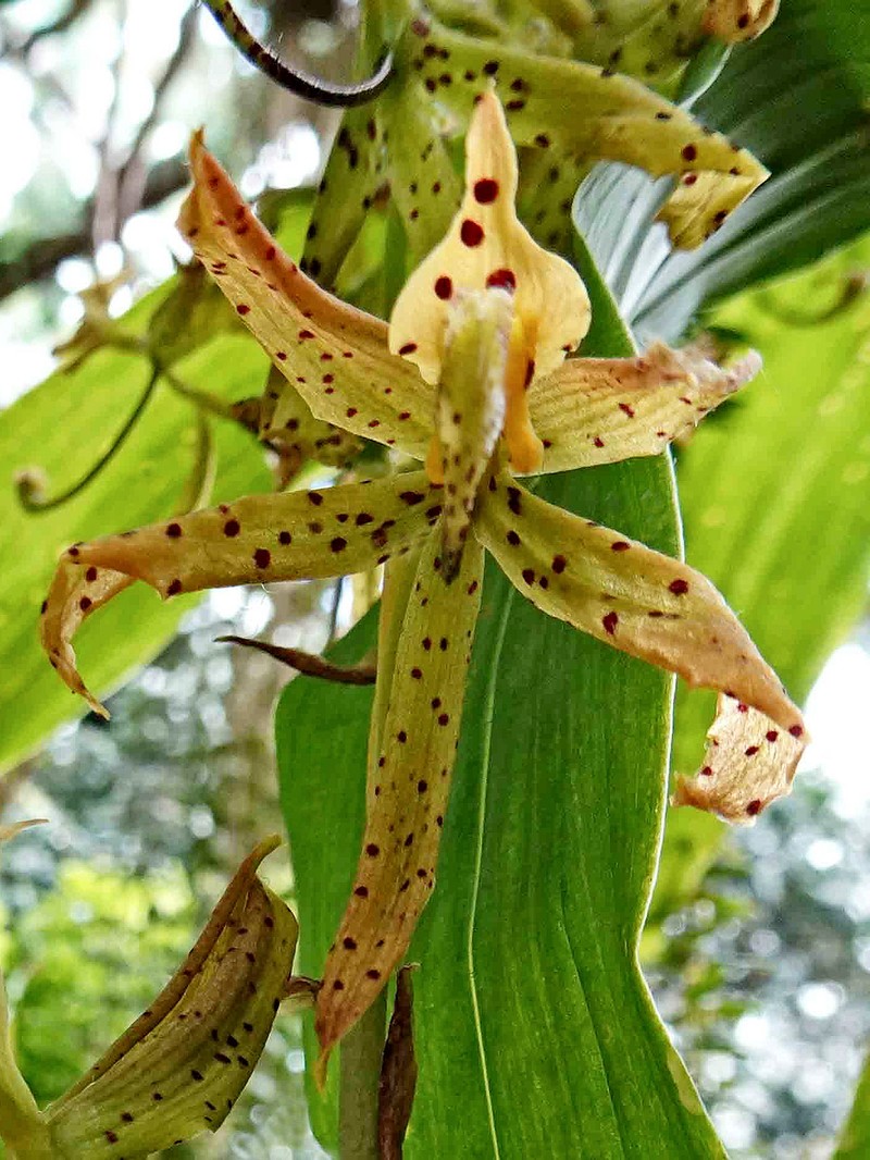 Cycnoches farnsworthianum
