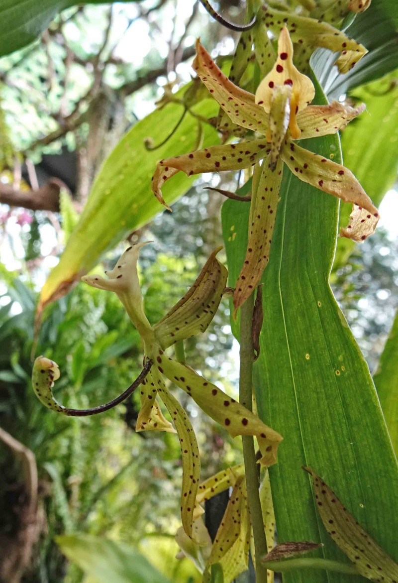 Cycnoches farnsworthianum photo 2
