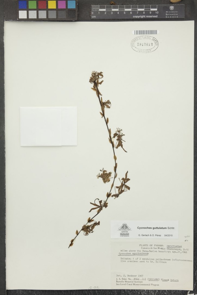 Cycnoches guttulatum