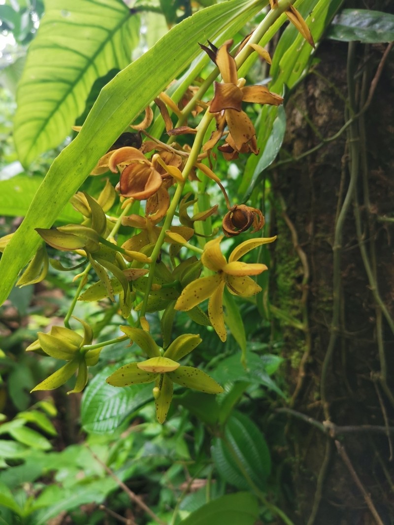 Cycnoches haagii photo 2
