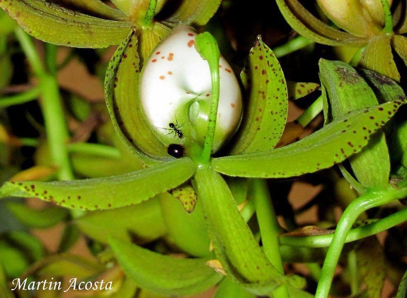 Cycnoches haagii photo 3