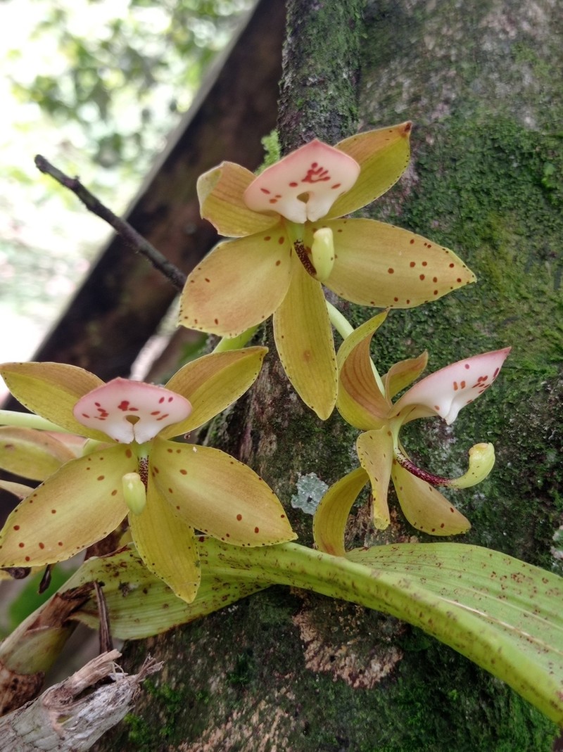 Cycnoches haagii photo 4