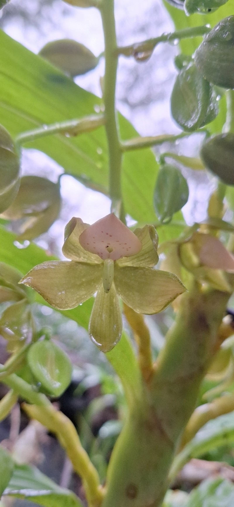 Cycnoches haagii photo 5