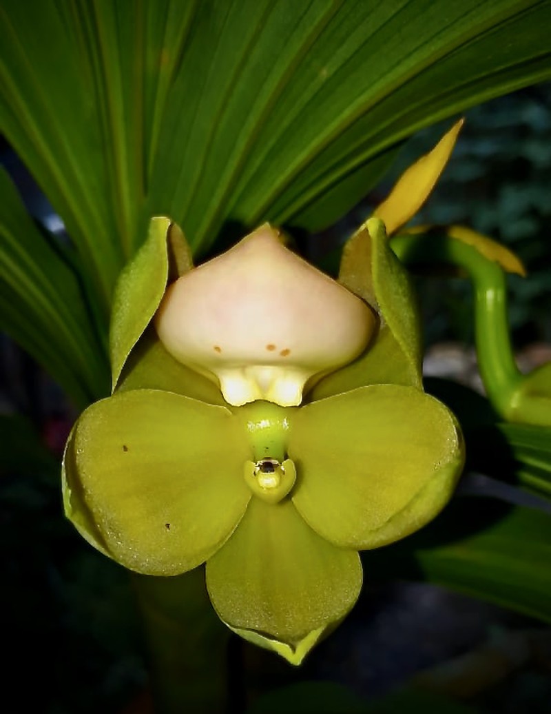Cycnoches haagii photo 6