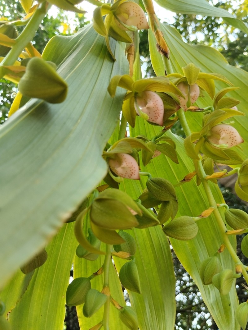 Cycnoches haagii photo 7