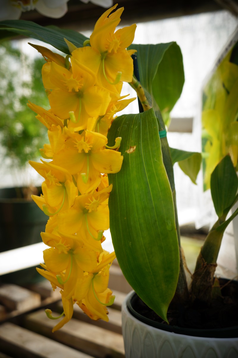 Cycnoches herrenhusanum