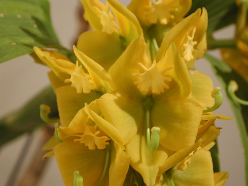Cycnoches herrenhusanum photo 2