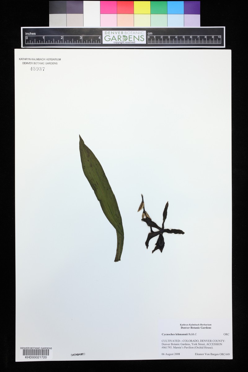 Cycnoches lehmannii photo 3