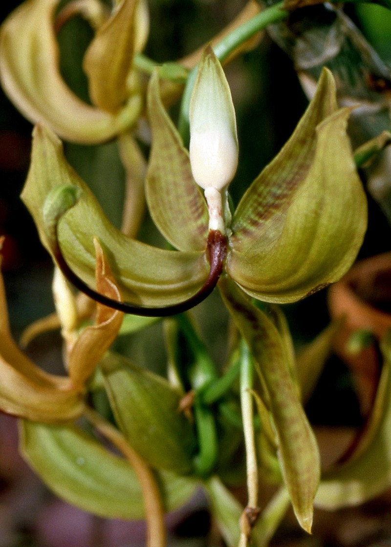 Cycnoches loddigesii photo 3