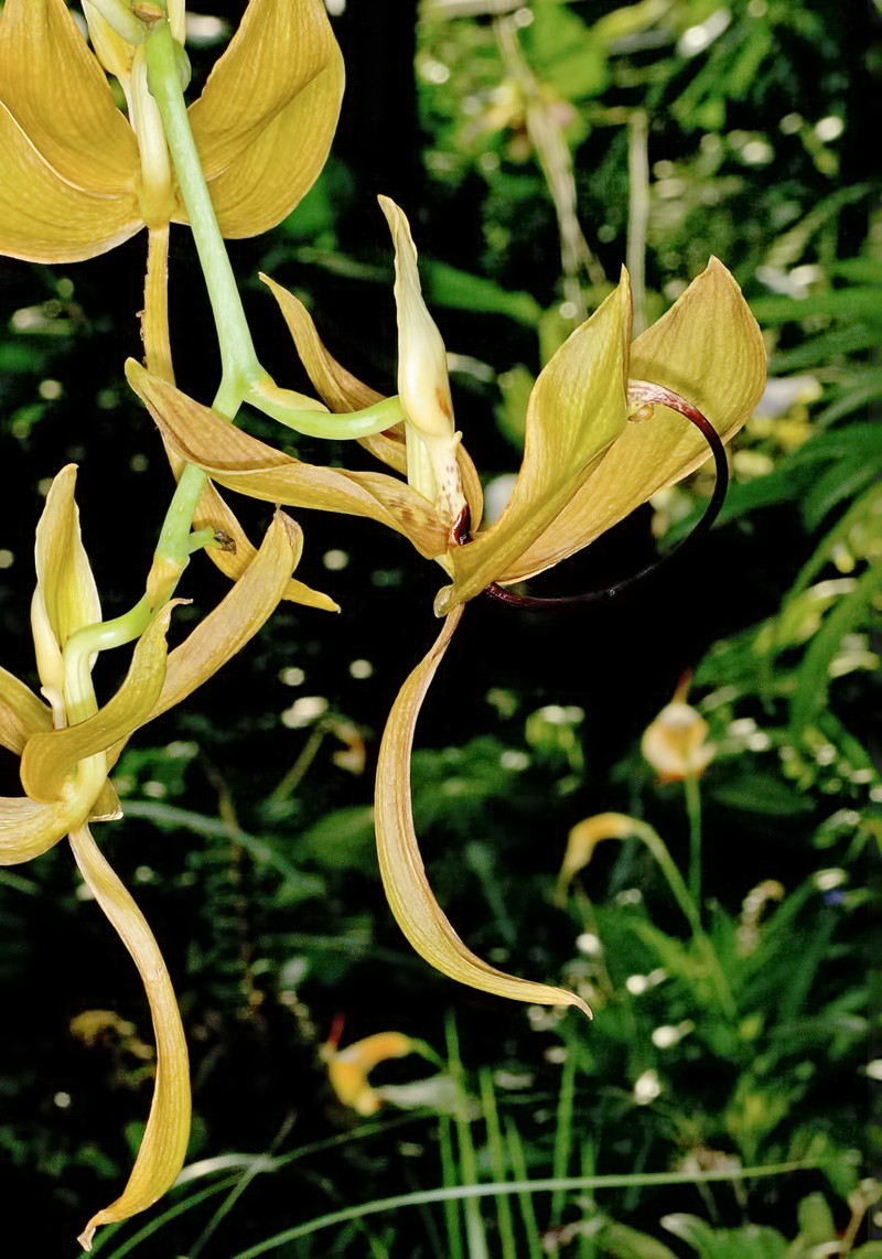 Cycnoches loddigesii photo 4