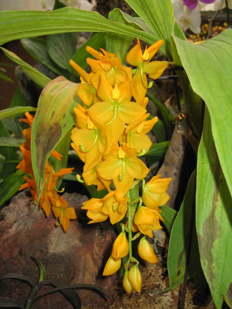 Cycnoches loddigesii photo 5