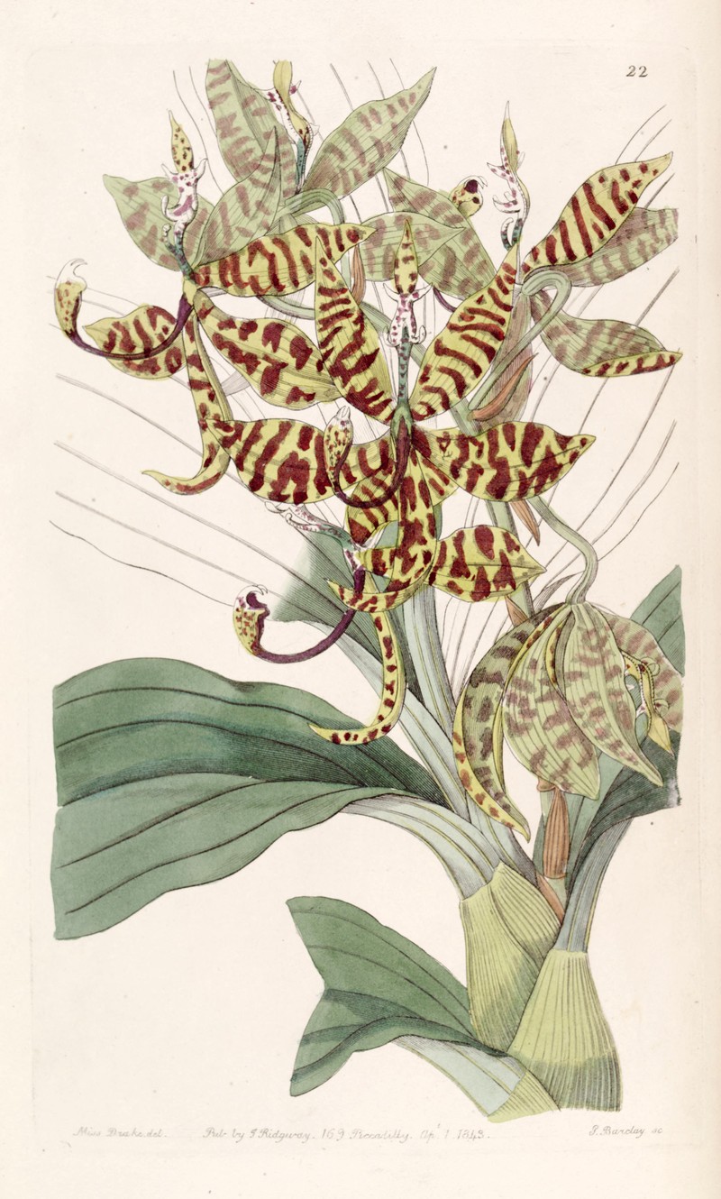 Cycnoches pentadactylon