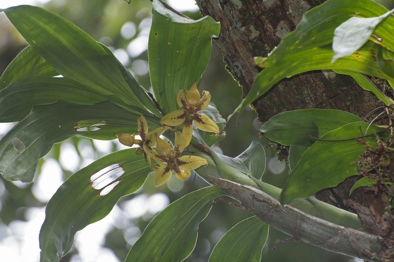 Cycnoches pentadactylon photo 2