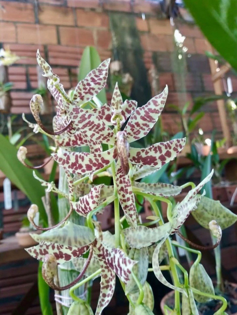Cycnoches pentadactylon photo 3