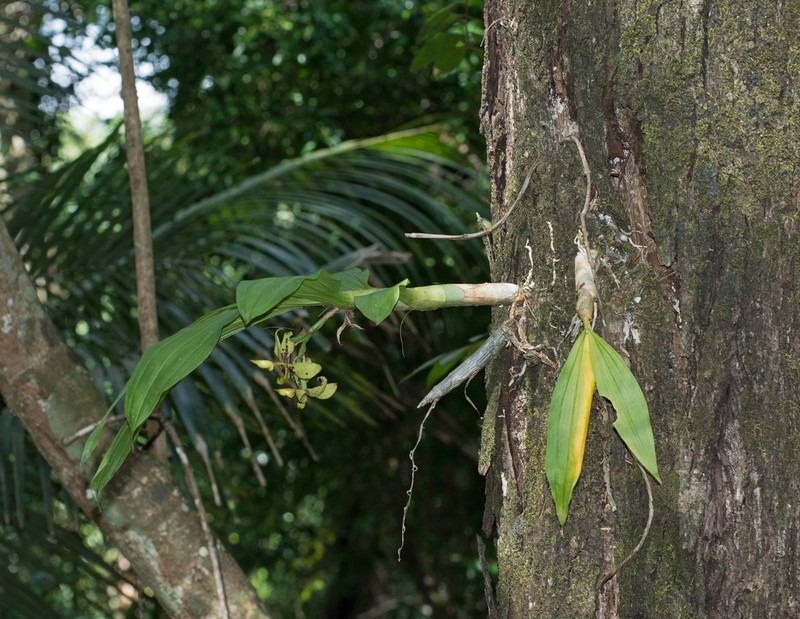 Cycnoches pentadactylon photo 4