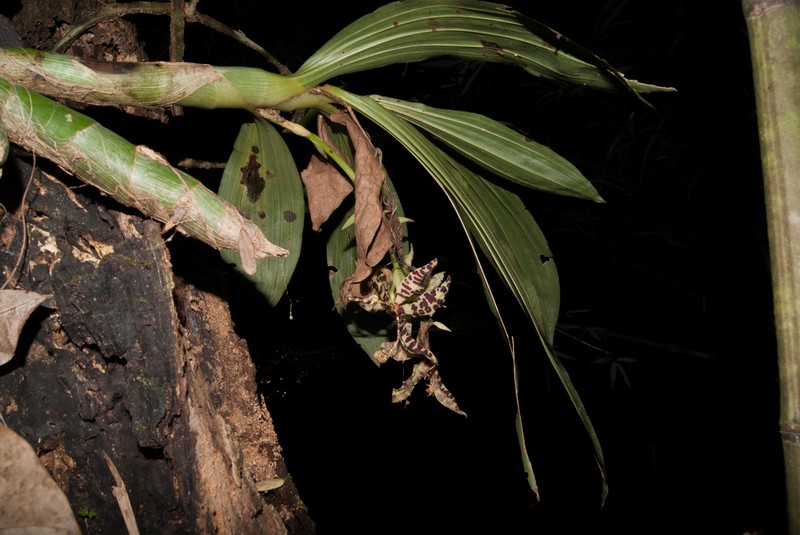 Cycnoches pentadactylon photo 5