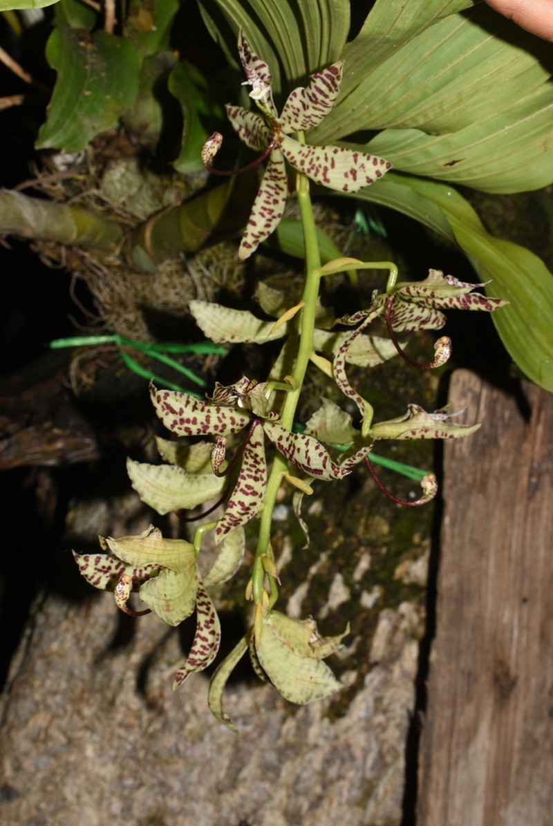 Cycnoches pentadactylon photo 6