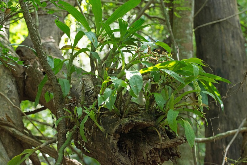 Cycnoches pentadactylon photo 7