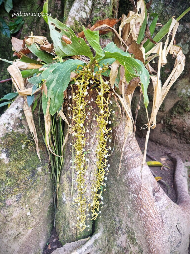 Cycnoches peruvianum photo 2