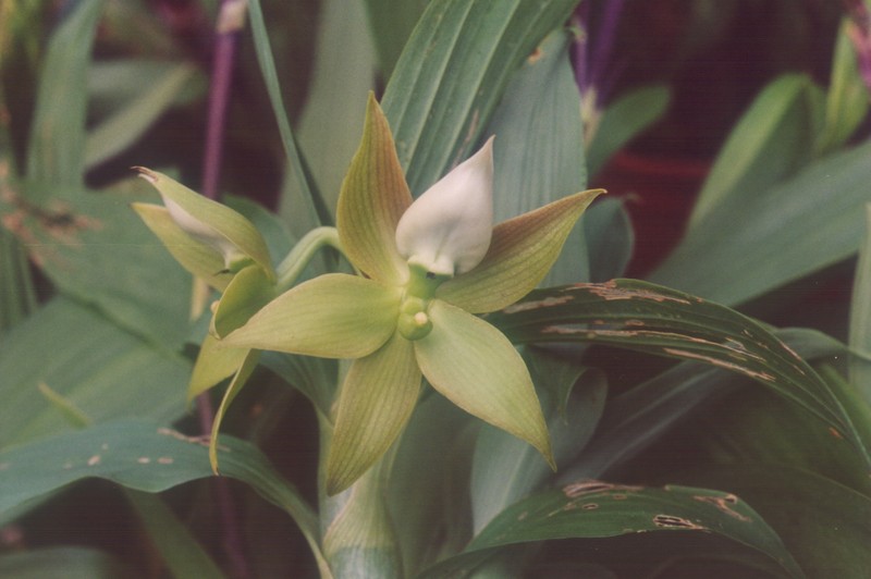 Cycnoches peruvianum
