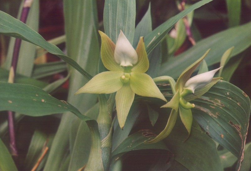 Cycnoches peruvianum photo 4