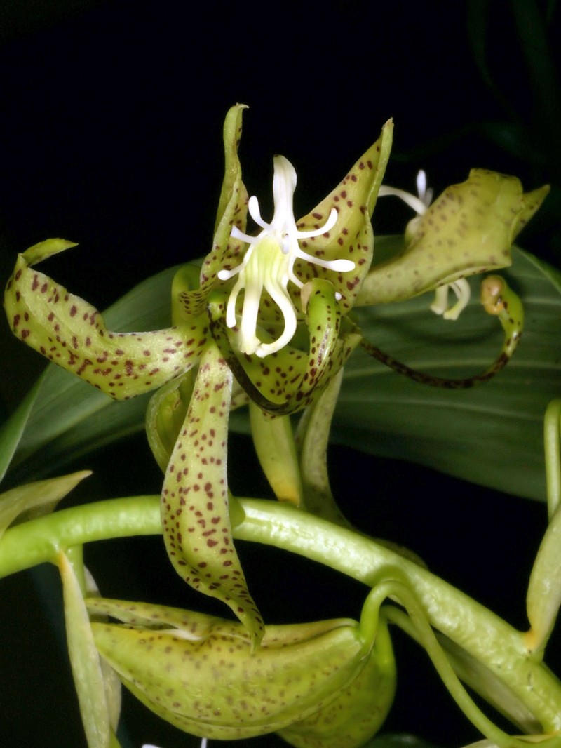 Cycnoches peruvianum photo 5