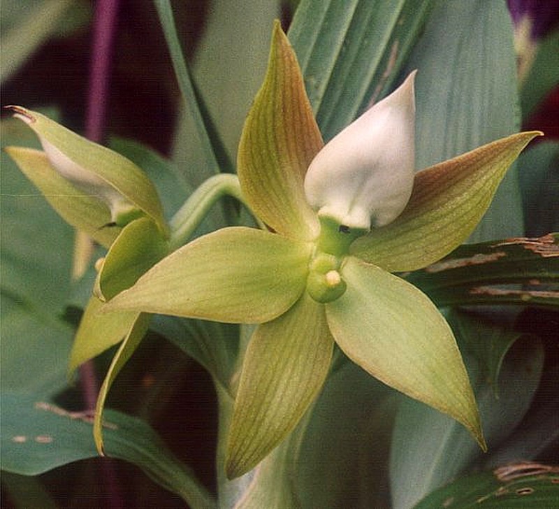Cycnoches peruvianum photo 6