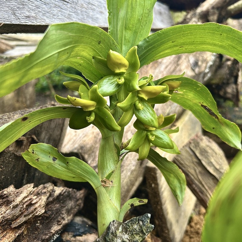 Cycnoches quatuorcristis