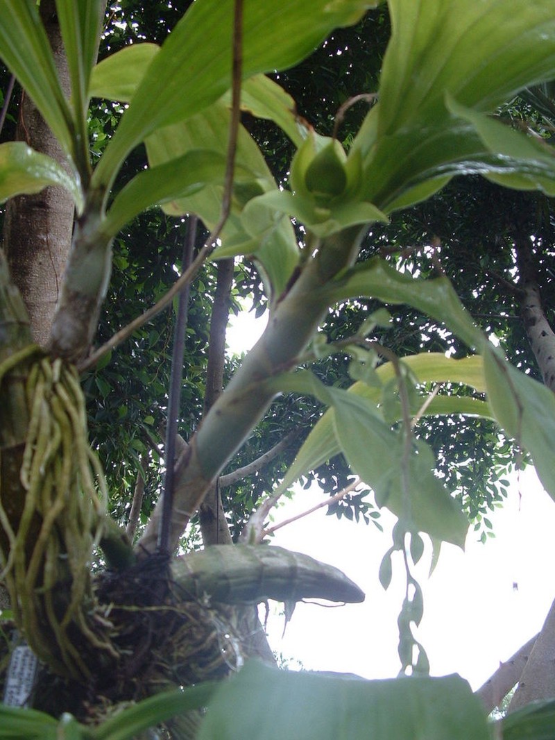Cycnoches stenodactylon