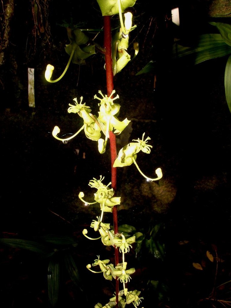 Cycnoches stenodactylon photo 3