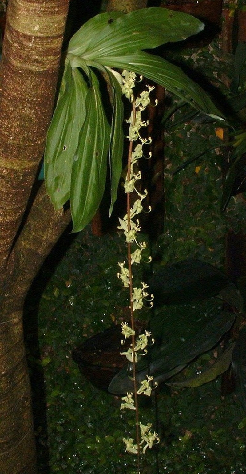 Cycnoches stenodactylon photo 4