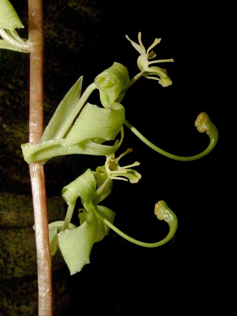 Cycnoches stenodactylon photo 5