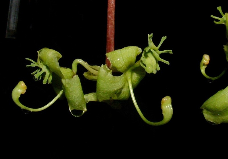 Cycnoches stenodactylon photo 6