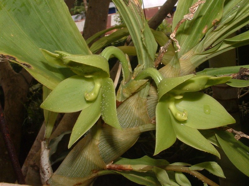Cycnoches stenodactylon photo 7