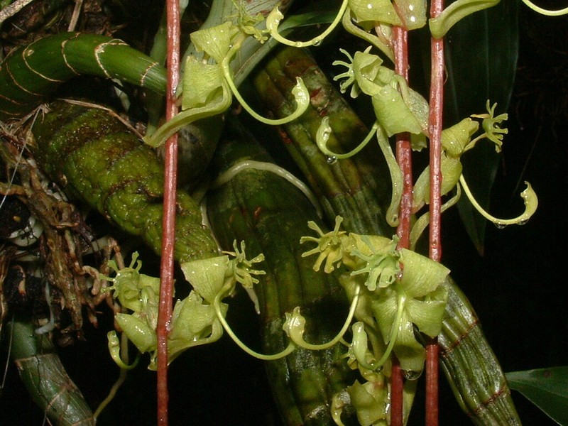 Cycnoches stenodactylon photo 8