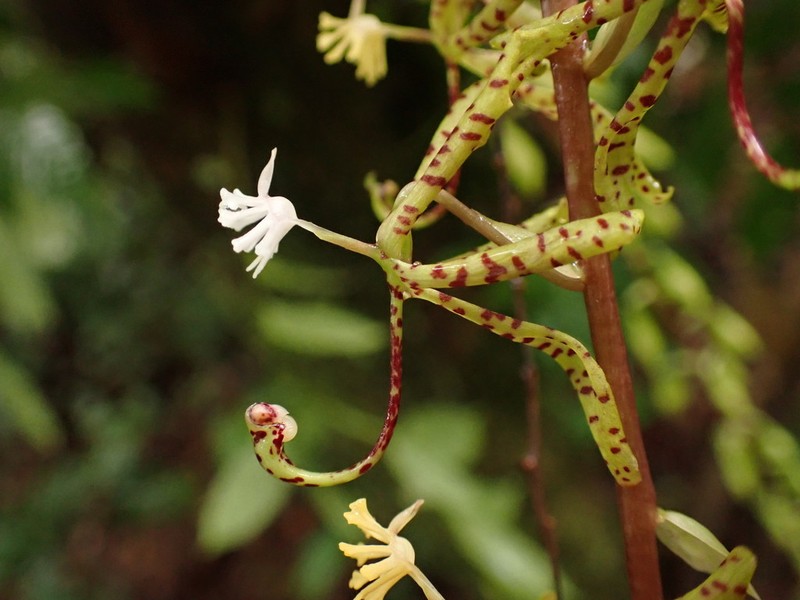 Cycnoches suarezii